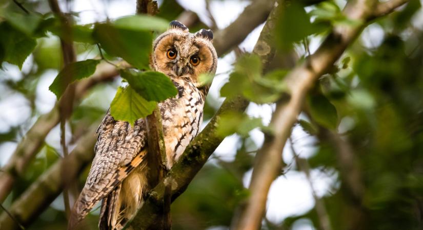 Elpusztult több millió rágcsáló itthon: ki nem találnád, mi áll a háttérben