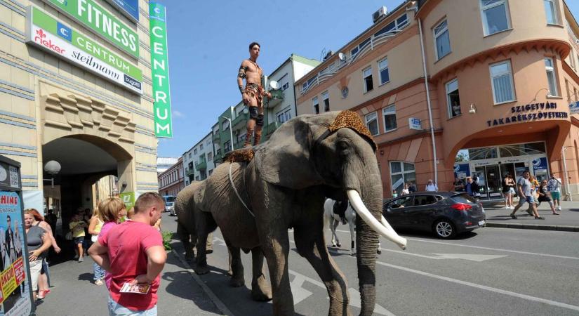 Amikor elefántok lepték el Pécs utcáit – a város, ami mindig vonzotta a cirkuszt (GALÉRIA)