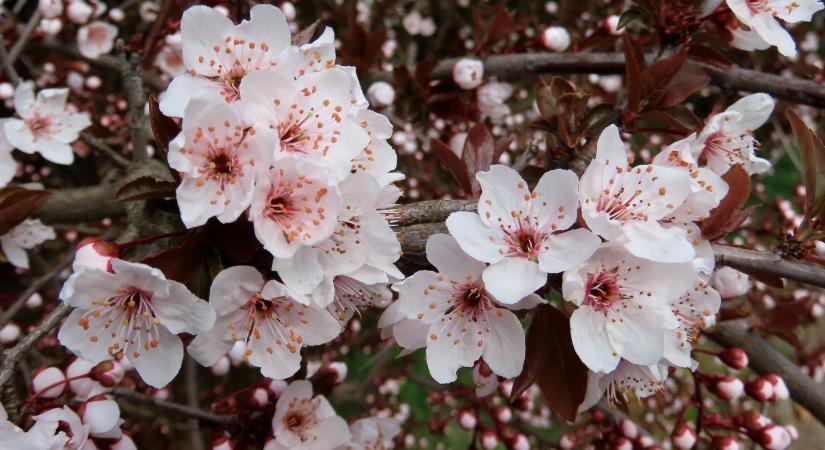 Bontogatják virágaikat a vérszilvafák
