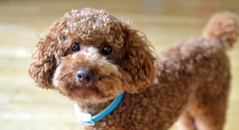 7 kutyafajta, ami nem hullajtja a szőrét