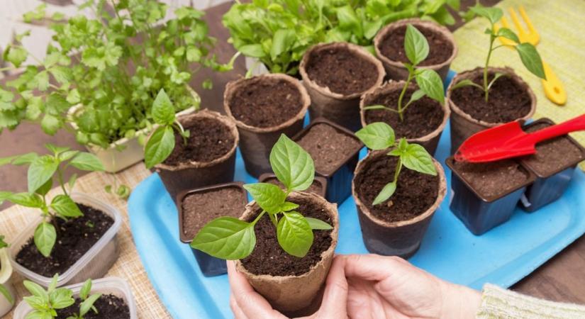 Így lesz erős a palántád – a titok, amit szinte mindenki elront otthon