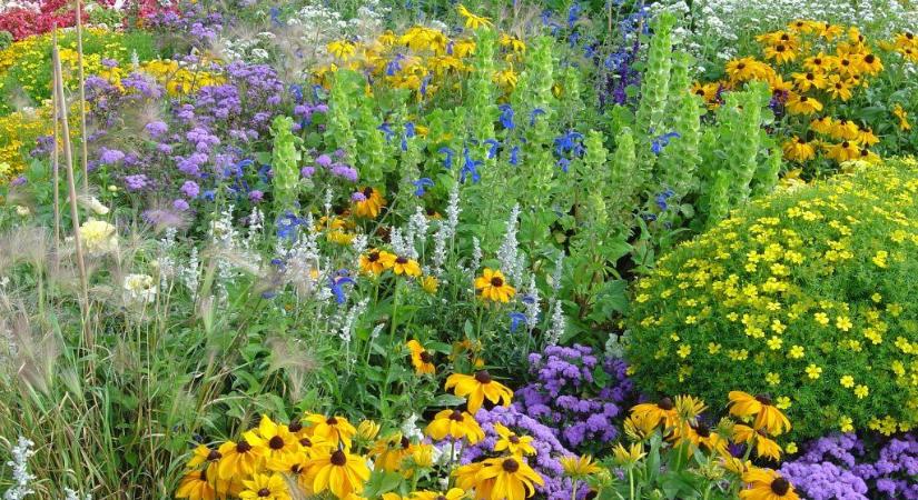 Színes szövetségesek a kertben – így dolgoznak helyettünk a növények