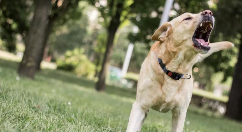 Szörnyű támadás: egy ötnapos babát ölt meg a család kutyája