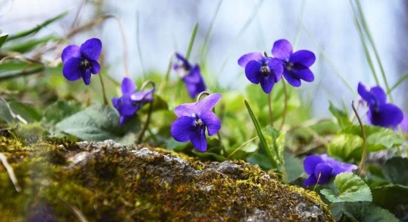 Aranyat érő vasárnapi napsütés: mutatjuk a részleteket!