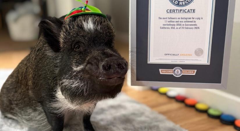 Világrekorder lett a beszélő malac: több mint egymillióan követik Merlint az Instagramon