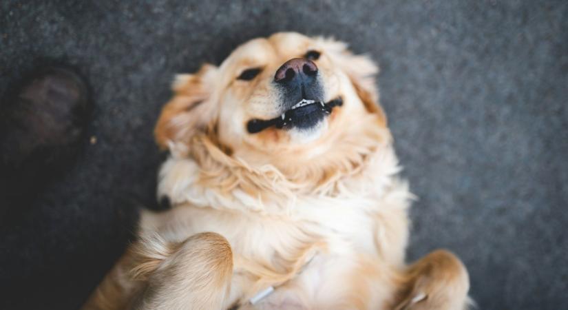 Bajkeverő kutya okozott riadalmat – hatalmas káosz alakult ki a kertben