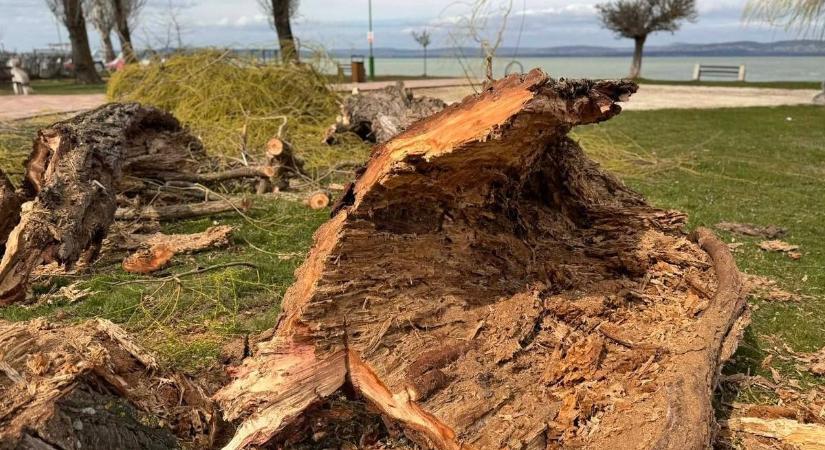 Életveszély a strandon: Belülről rohadó fák fenyegetik a nyaralókat a Balaton partján