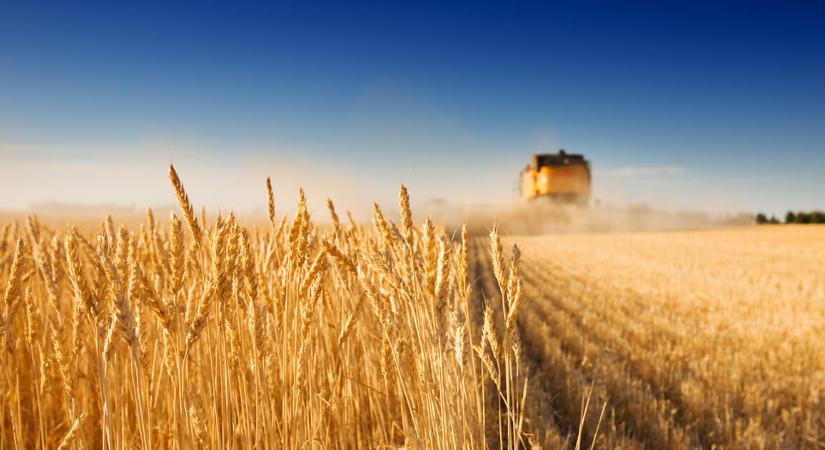Tele vannak a búzaraktárak, mélyponton a húsárak: eltűntek a vevők a magyar agráriumból