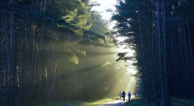 Digitális erdőgazdálkodás, térinformatikai rendszerek a mindennapi gyakorlatban