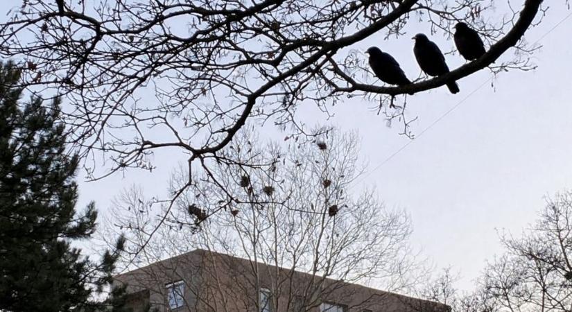 Károgók a városban