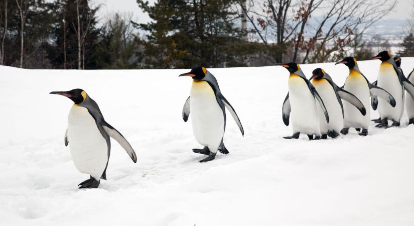 A királypingvinek most előnybe kerülnek a klímaváltozás miatt, de ez nem jó hír
