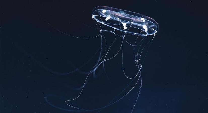 A medúza zsebórája