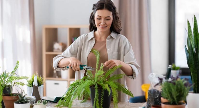 Így mentheted meg a haldokló szobanövényeket!