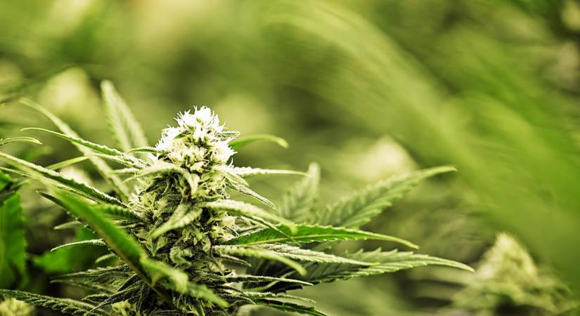 Egy óriási kenderültetvényre bukkantak a rendőrök Zürich közelében