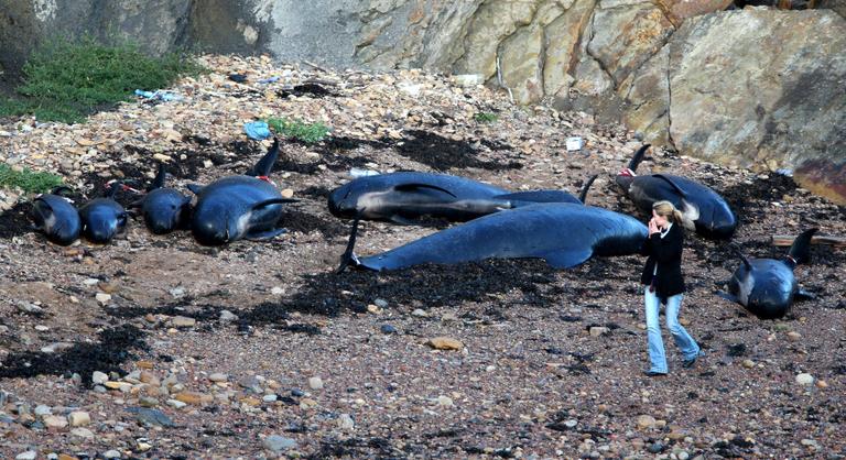 Megdöbbentette a kutatókat a Skóciában partra vetődött bálnák halálának oka