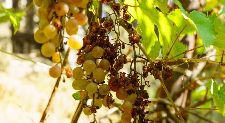 Ezen múlhat, túléli-e a szőlő az aszályt