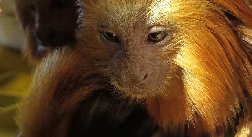 Hihetetlen, mi a világ negyedik legnagyobb illegális üzlete, brutális, mi pénzek mozognak benne