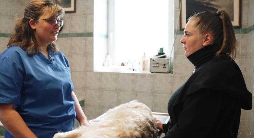 Nincsen tavasz kullancs nélkül, mire figyelj, gazdi? – videókkal