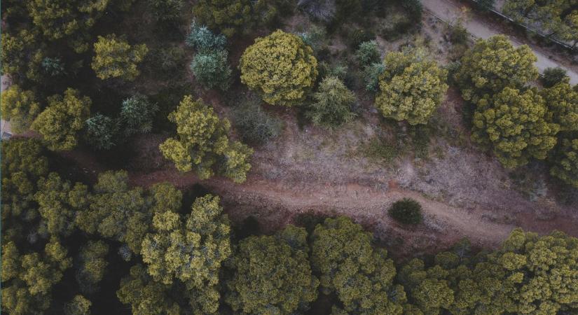 Új erdővédelmi pályázat indul a fenntartható gazdálkodásért