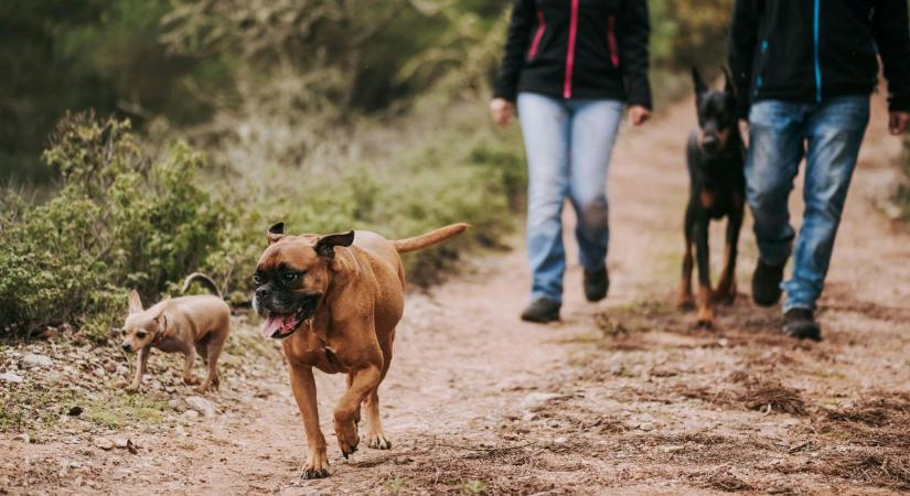 Mutatunk 5 tippet: Így kirándulj biztonságosan négylábú barátoddal