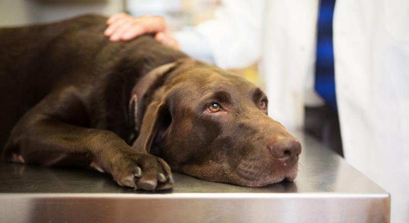 A ChatGPT-vel mentette meg a rákban szenvedő kutyáját egy ausztrál férfi