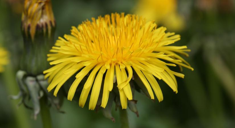 Több, mint gyom: így is felhasználhatod a pitypangot ( videó)