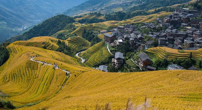 Kétszer aratnak egy vetésből: a technológia, amivel rekordhozamot érnek el a rizsföldeken