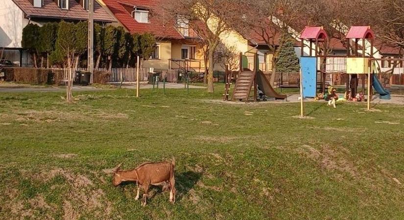 Mindenki őt akarja látni: cuki „bio fűnyíró” bukkant fel a játszótér mellett!
