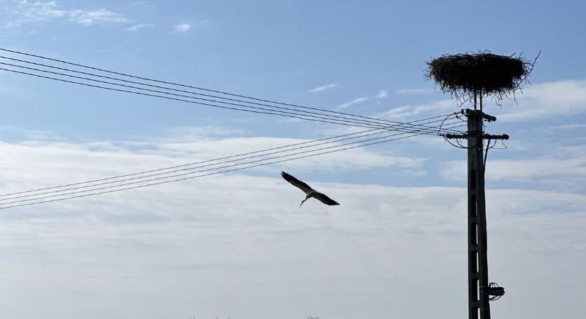 Már Csongrádon sem üres a gólyafészek, megérkezett az első gólya