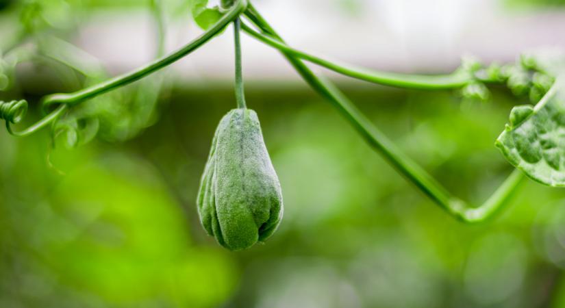 Ez lehet a magyar kertek új szupernövénye? Sokan már tudják, aranyat ér