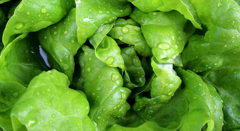 Csökkenő salátaexport, változó árak a hazai piacon