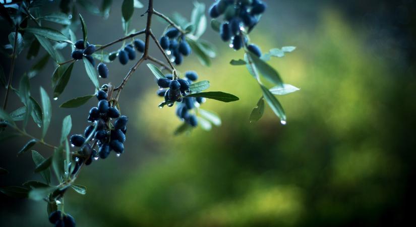 Lármafát kell gyújtanunk a vízért, de lassan nem lesz víz, amivel elolthatnánk