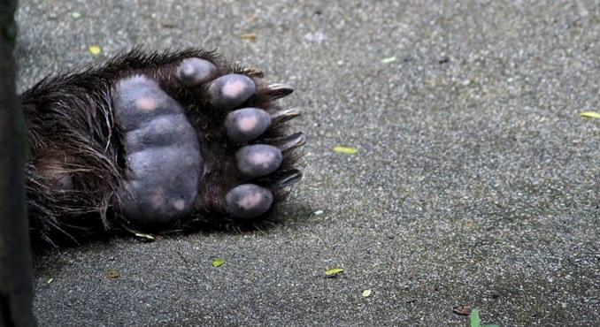 Medve támadt egy férfira a romániai Maros megyében