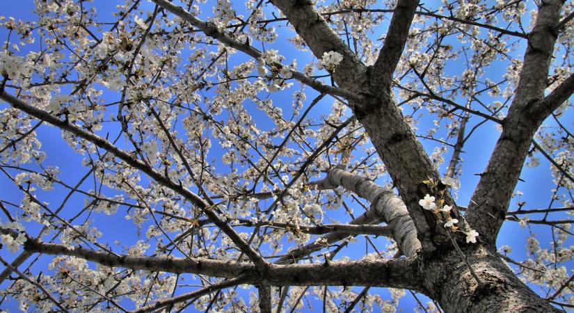 Ezért reped meg sok gyümölcsfa kérge tavasszal