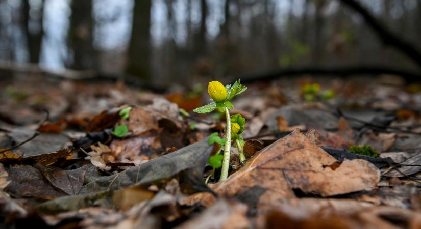 Felejtsd el a tavaszias időt: durva lehűlés és viharos szél tarolja le az ország egy részét a jövő héten