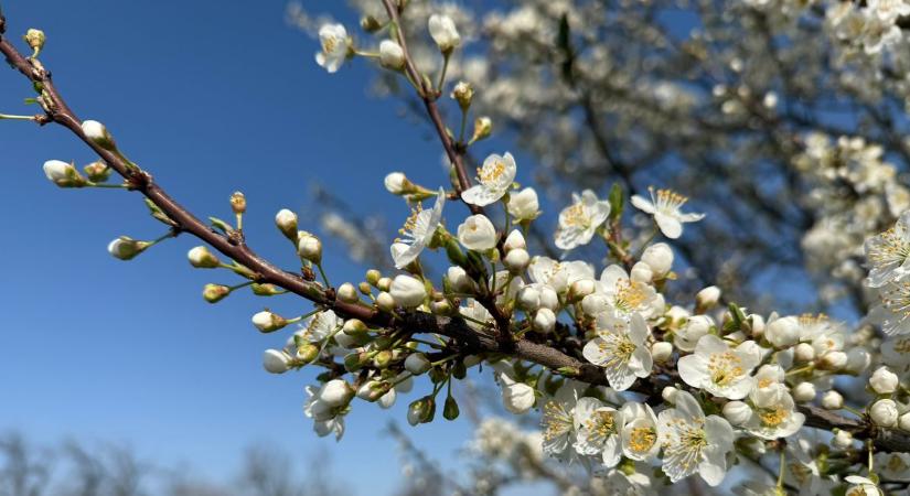 Változékony tavaszi idő: záporok, majd erős lehűlés a hét második felében
