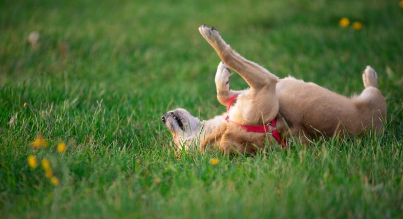 Ezért hemperegnek leggyakrabban a kutyák a fűben