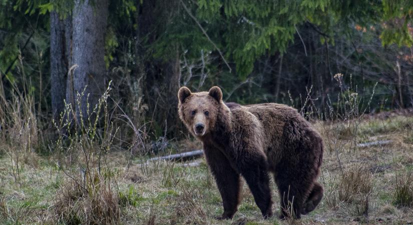 Medve támadott meg egy férfit Maros megyében, helikopterrel vitték kórházba