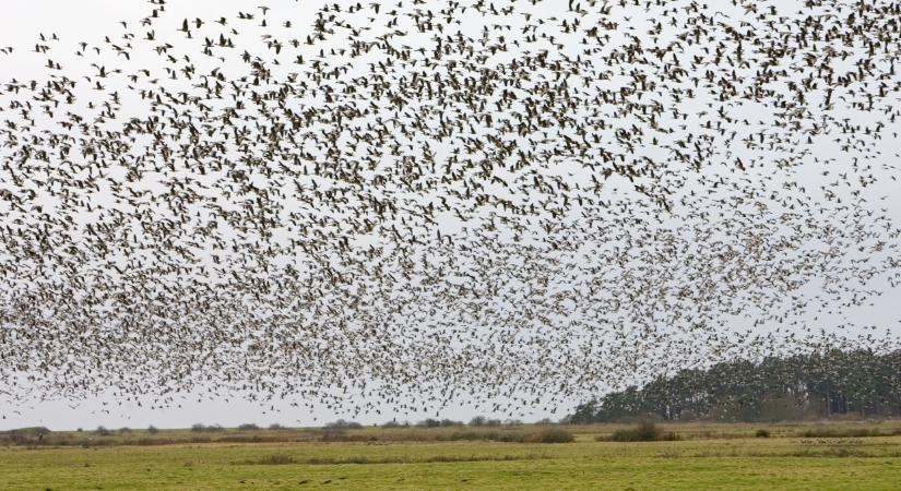 A kutatók is meglepődtek: váratlan dolog derült ki a költözőmadarakról