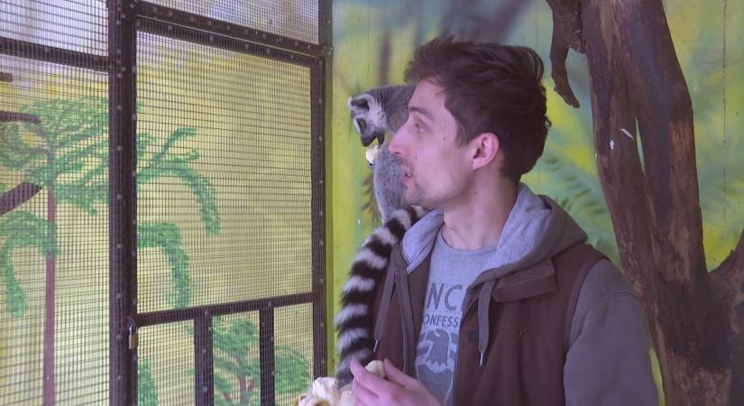 Illegalitásból vadasparkba – Szegeden kezd új életet Zsülien, a makikölyök