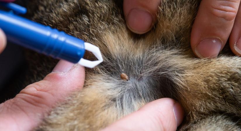 Rettegnek a gazdik, napok alatt végezhet kedvencével a gyilkos parazita