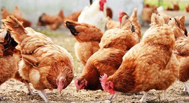 A közel-keleti konfliktus hatása a baromfi-ellátási láncokra