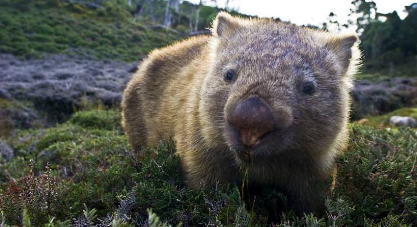 Elképesztően cuki videó az ausztrál vombatról: így barátkozik a felvétel készítőjével