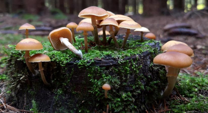 Tragédiák kellettek hozzá, hogy Európában is egyedülálló gombaellenőrzési rendszer jöjjön létre Magyarországon