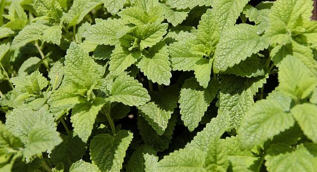 Szennyezett citromfűlevél visszahívását kezdeményezte a fogyasztóvédelmi hatóság