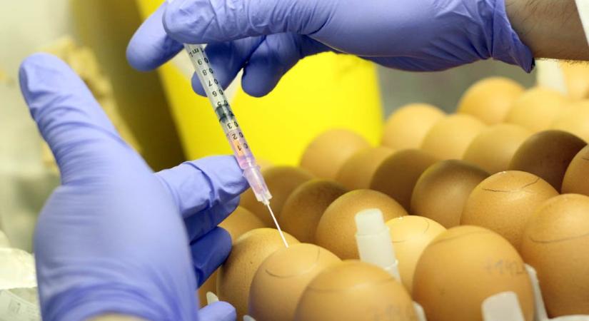 Gyógyszermaradványokat találtak az ukrajnai tojásszállítmányokban