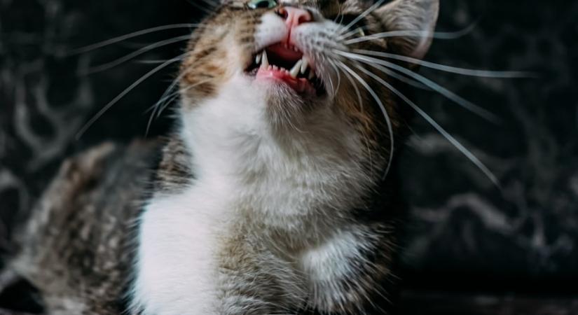 A macskád így jelzi, hogy több figyelmre és törődésre van szüksége