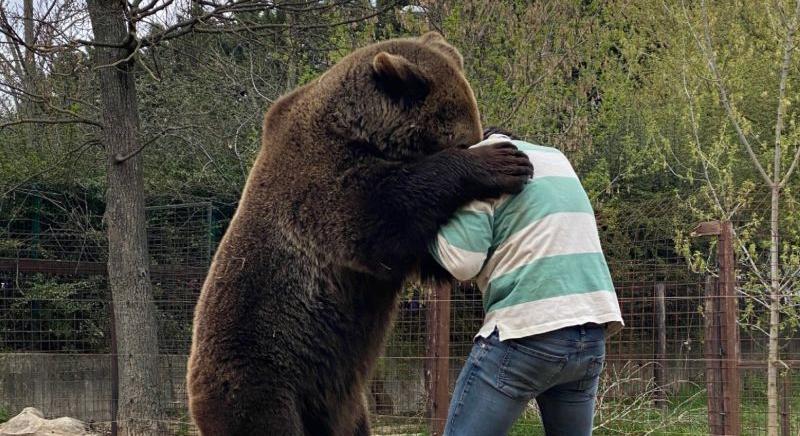 Hatalmas medve támadt a kirándulóra Torboszló határában