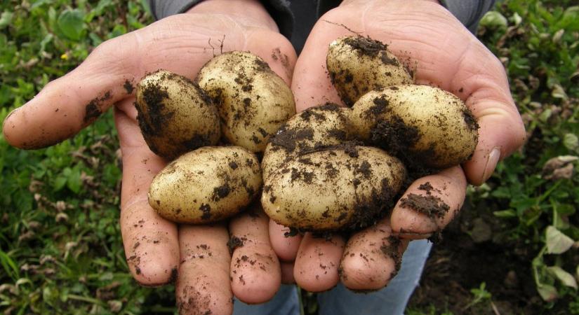 Korai burgonya ültetés: mikor lehet elkezdeni tavasszal?