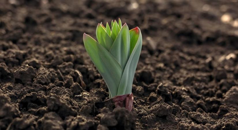 Csak levelet hoz a tulipán, virágot nem? Klasszikus hiba okozhatja a problémát